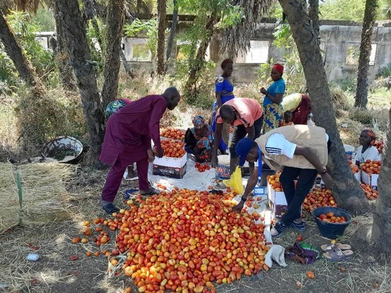 maraîchers Cameroun